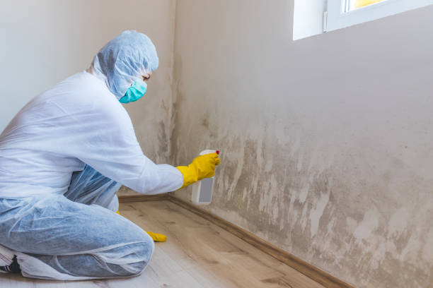 Licensed Black Mold Removal service in Honey Grove, TX - WQB Mold Removal