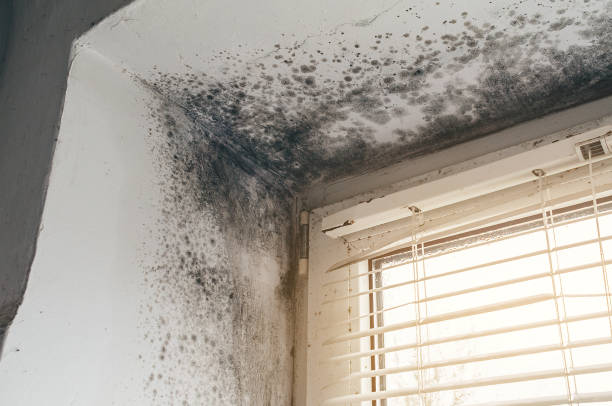 Affordable Black Mold Removal solutions in Honey Grove, TX